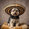 Luna is registered to the contest to win money with this photo: dog, small_dog, sombrero, hat, fluffy_fur, portrait, brown_eyes, textured_blanket, neutral_background, sitting, pet, cute, indoors, studio_lighting, decorative, animal, fur, expression, accessory, close_up