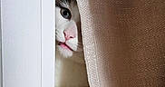 Mozart a rejoint le concours — aidez-le/la à gagner de superbes lots ! cat, curious, peeking, indoor, paws, curtain, white, soft, cozy, floor, feline, closeup, pet, cute, animal, whiskers, playful, shy, hidden, nose