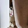 cat, curious, peeking, indoor, paws, curtain, white, soft, cozy, floor, feline, closeup, pet, cute, animal, whiskers, playful, shy, hidden, nose
