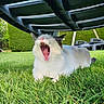 Mozart participe au concours pour gagner de l'argent avec cette photo : cat, yawning, grass, outdoor, pet, animal, trampoline, greenery, garden, feline, mouth_open, whiskers, daylight, playful, nature, relaxed, cute, fur, summer, sunlight
