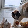 Mozart a rejoint le concours — aidez-le/la à gagner de superbes lots ! cat, curious, windowsill, seashell, soap, flower, glass_bottle, indoor, tile, natural_light, pet, white_cat, orange_cat, window, still_life, home, decor, animal, feline, closeup