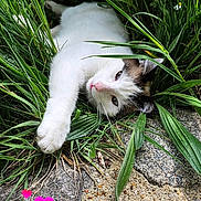 Mozart a rejoint le concours — aidez-le/la à gagner de superbes lots ! cat, grass, outdoor, relaxed, white_cat, greenery, nature, paw, stretching, stone, sand, flower, plant, pet, cute, animal, closeup, sunlight, resting, heart_emoji