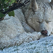 Junior participe au concours pour gagner de l'argent avec cette photo : animal, branch, calm, canine, closeup, cold, dog, fur, grass, leaf, nature, outdoor, peaceful, quiet, resting, seasonal, sleeping, snow, white_dog, winter