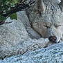 animal, branch, calm, canine, closeup, cold, dog, fur, grass, leaf, nature, outdoor, peaceful, quiet, resting, seasonal, sleeping, snow, white_dog, winter