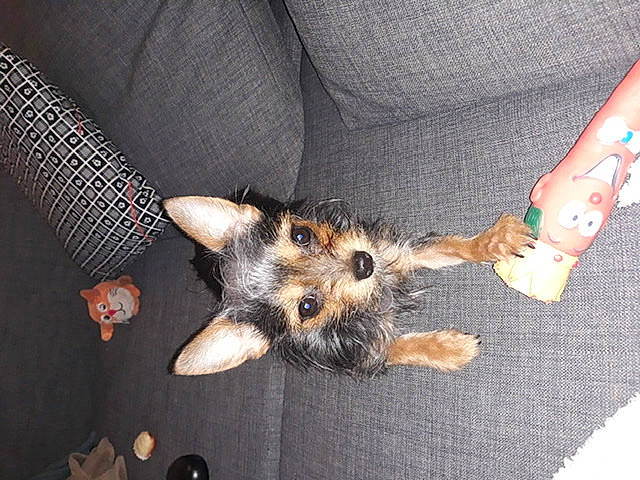 Mouchette participe au concours pour gagner de l'argent avec cette photo : australian_terrier, canidae, carnivore, dog, dog_breed, fawn, mammal, norwich_terrier, puppy, small_terrier, terrier, toy_dog, welsh_terrier, yorkshire_terrier