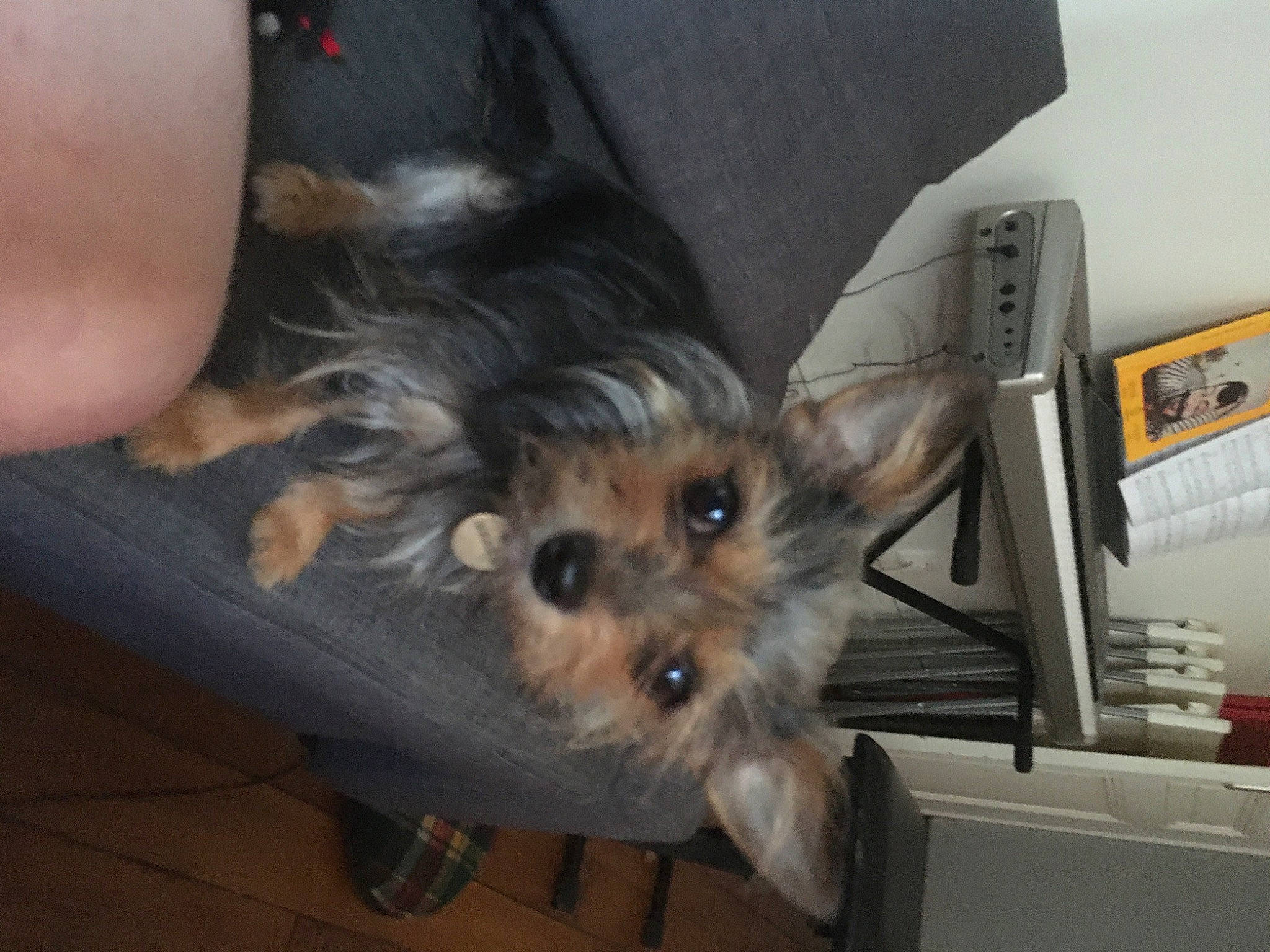 Mouchette participe au concours pour gagner de l'argent avec cette photo : australian_silky_terrier, australian_terrier, biewer_terrier, cairn_terrier, canidae, carnivore, companion_dog, dog, dog_breed, mammal, morkie, norwich_terrier, puppy, small_terrier, sporting_group, terrier, toy_dog, vertebrate, yorkipoo, yorkshire_terrier