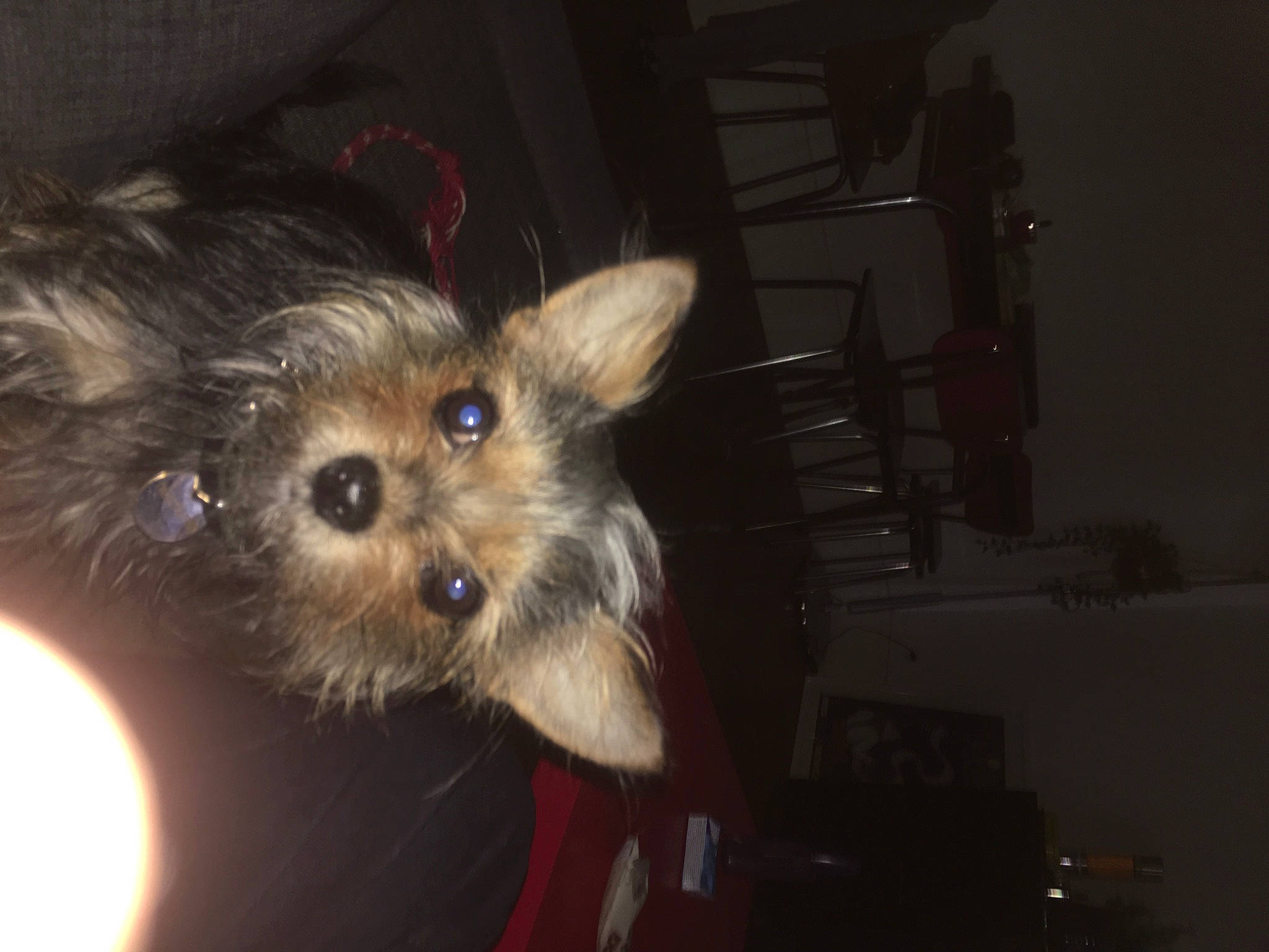 Mouchette participe au concours pour gagner de l'argent avec cette photo : australian_terrier, cairn_terrier, canidae, carnivore, companion_dog, dog, dog_breed, ear, mammal, morkie, norwich_terrier, puppy, rare_breed_dog, skin, small_terrier, snout, terrier, toy_dog, vertebrate, yorkshire_terrier