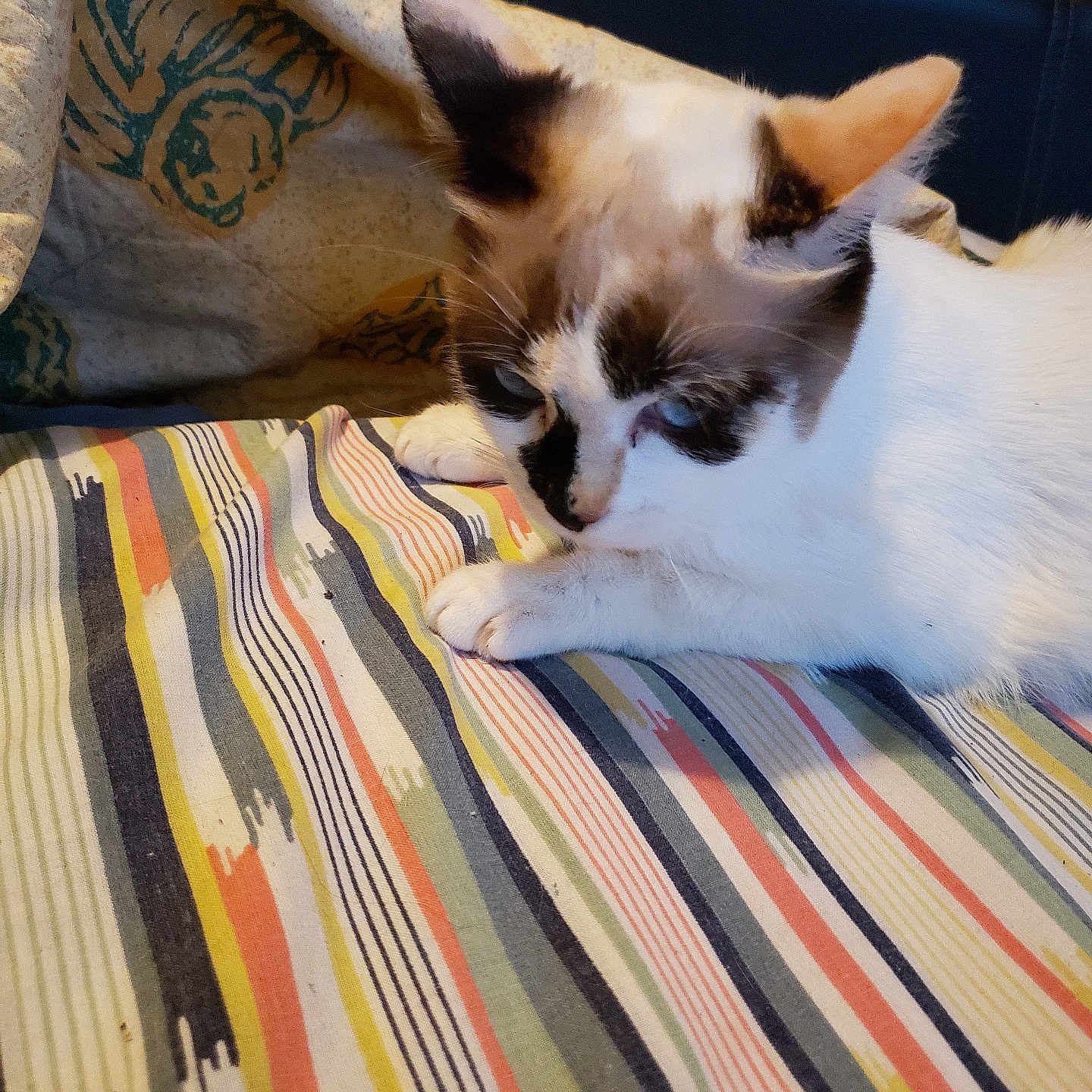 Minouchka