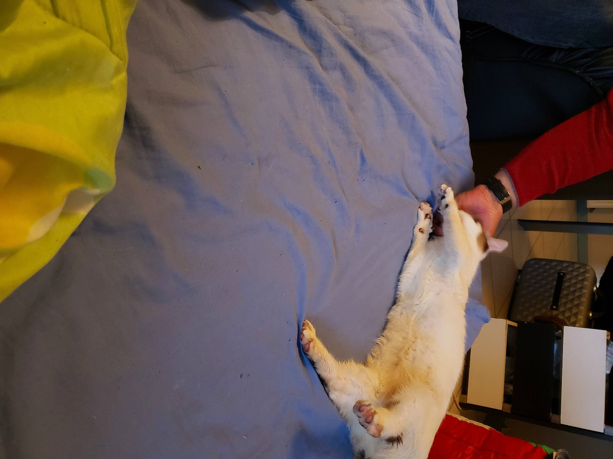 Mayo a rejoint le concours — aidez-le/la à gagner de superbes lots ! claw, comfort, elbow, fawn, felidae, fox_squirrel, fur, grey_squirrel, nail, pet_supply, rat, rodent, small_animal_food, squirrel, tail, whiskers, wildlife