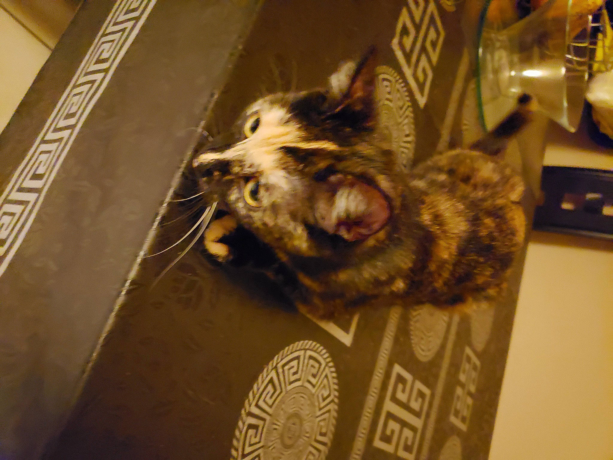 Maya participe au concours pour gagner de l'argent avec cette photo : canidae, carnivore, companion_dog, dog, dog_breed, fawn, felidae, fur, metal, small_to_medium_sized_cats, snout, sporting_group, whiskers