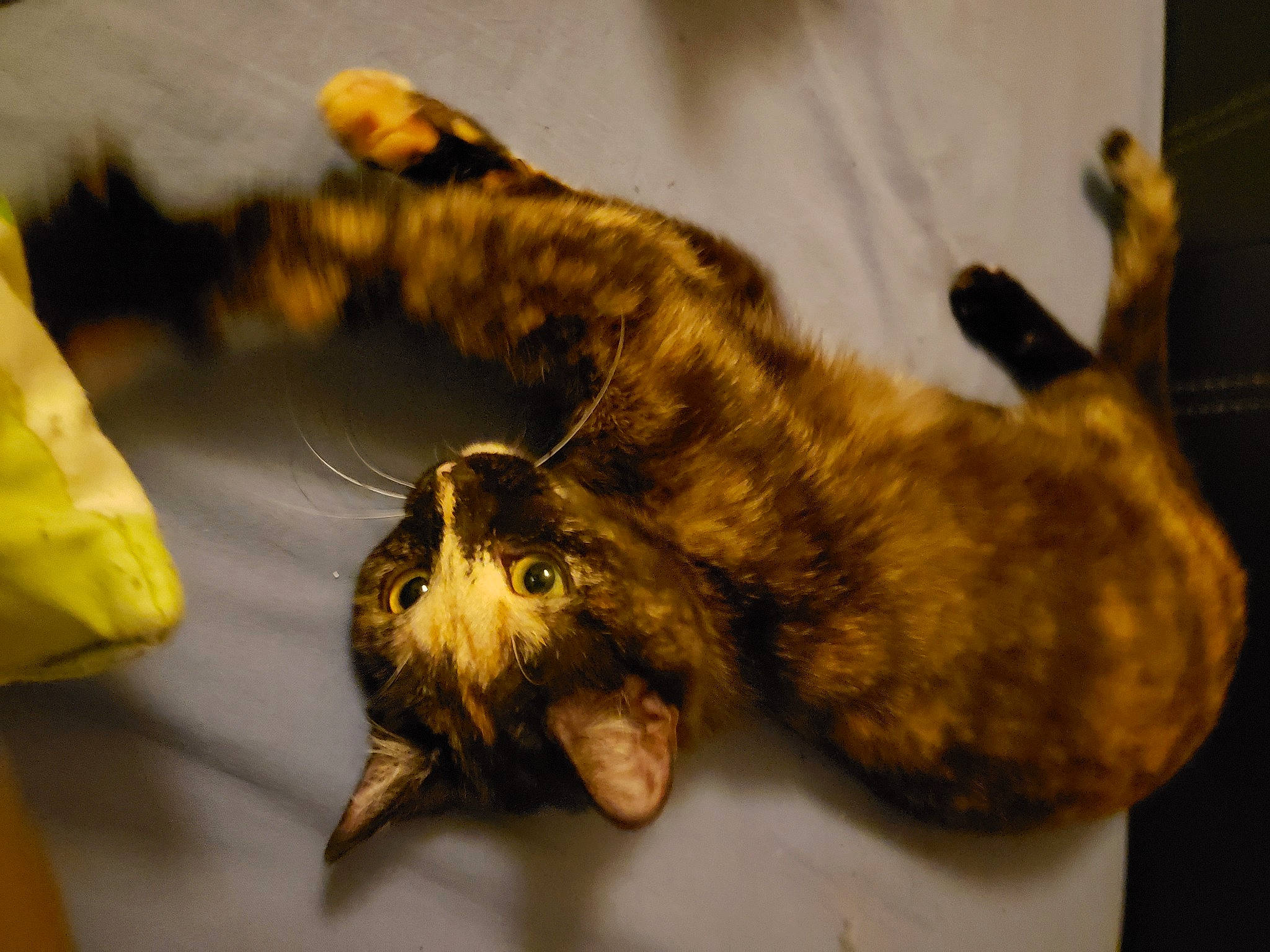 Maya participe au concours pour gagner de l'argent avec cette photo : art, carnivore, cat, claw, felidae, fur, metal, natural_material, small_to_medium_sized_cats, sporting_group, tail, terrestrial_animal, whiskers, wildlife, wood