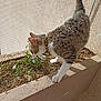 cat, tabby_cat, collar, plant, flower, planter, sunlight, outdoor, balancing, curious, pet, feline, whiskers, paws, tail, wall, soil, nature, daylight, texture