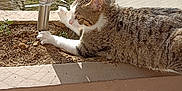 Muezza participe au concours pour gagner de l'argent avec cette photo : cat, tabby_cat, balcony, planter, lamp, safety_net, apartment_building, outdoor, sunlight, curious, paw, soil, greenery, household_items, beverages, plastic_bottle, packaged_drinks, container, daylight, pet
