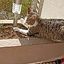 cat, tabby_cat, balcony, planter, lamp, safety_net, apartment_building, outdoor, sunlight, curious, paw, soil, greenery, household_items, beverages, plastic_bottle, packaged_drinks, container, daylight, pet