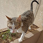 Muezza a rejoint le concours — aidez-le/la à gagner de superbes lots ! cat, tabby_cat, animal, pet, outdoor, walking, curious, paws, whiskers, close_up, ledges, plants, soil, sunlight, beige_wall, texture, feline, tail_up, young_cat, focus_on_face