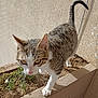cat, tabby_cat, animal, pet, outdoor, walking, curious, paws, whiskers, close_up, ledges, plants, soil, sunlight, beige_wall, texture, feline, tail_up, young_cat, focus_on_face