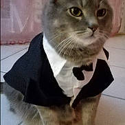 Mamour a rejoint le concours — aidez-le/la à gagner de superbes lots ! cat, grey_cat, pet, animal, tuxedo, clothing, costume, indoor, floor, tile_floor, sitting, portrait, feline, home, curtain, background, app_icons, smartphone_screenshot, close_up, serious