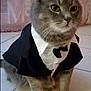 cat, grey_cat, pet, animal, tuxedo, clothing, costume, indoor, floor, tile_floor, sitting, portrait, feline, home, curtain, background, app_icons, smartphone_screenshot, close_up, serious