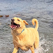 Beckett joined the competition — help win amazing prizes! dog, golden_dog, water, splashing, happy, playful, outdoor, sea, rocks, wet, collar, canine, nature, animal, summer, joy, excited, running, shallow_water, fun
