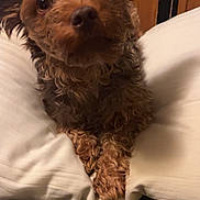 Remus joined the competition — help win amazing prizes! animal, brown_fur, closeup, companion, cozy, curious, curly_fur, cute, dog, ears, furry, home, indoor, looking_up, pet, pillow, portrait, resting, soft_lighting, wooden_background