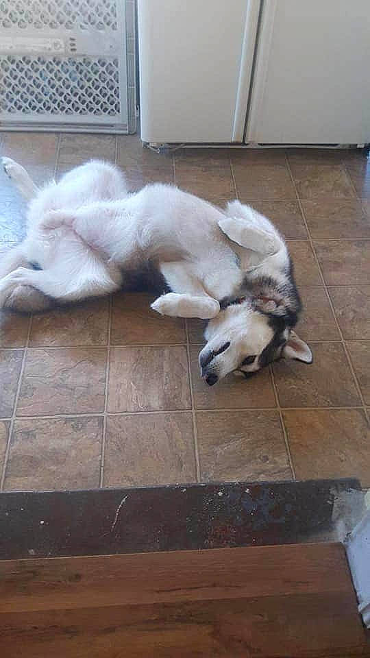 Apollo joined the competition — help win amazing prizes! canidae, carnivore, companion_dog, dog, dog_breed, fawn, siberian_husky, tail, wolfdog