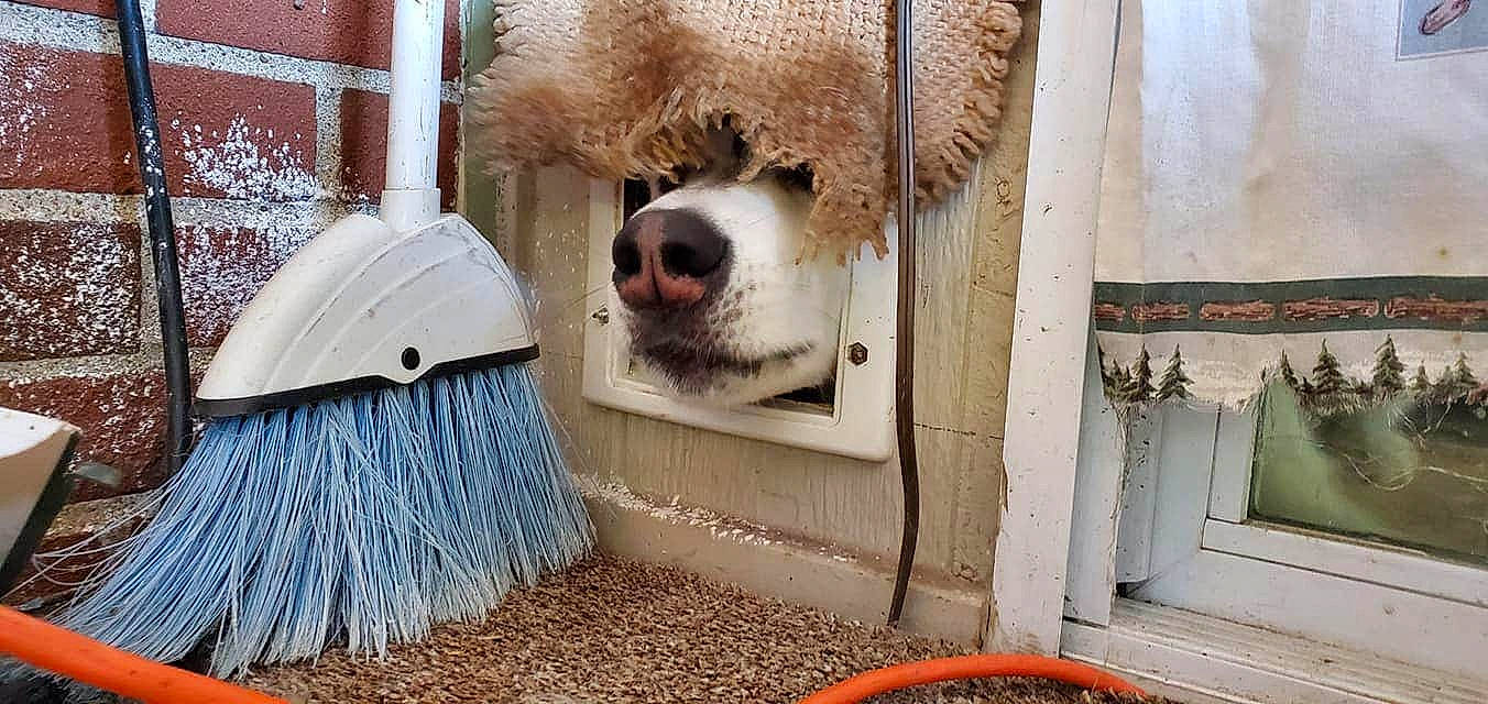 Apollo is registered to the contest to win money with this photo: canidae, carnivore, companion_dog, dog, dog_breed, snout, sporting_group