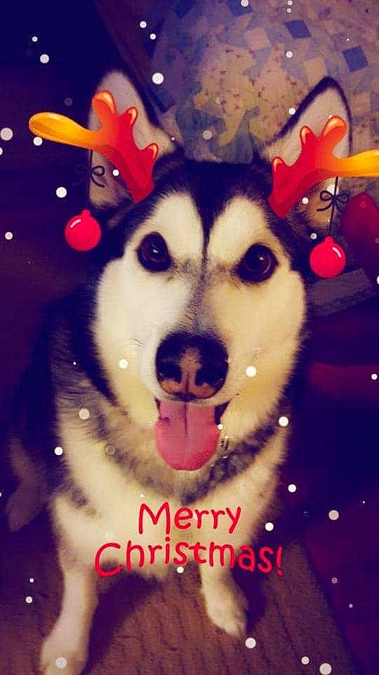 Apollo joined the competition — help win amazing prizes! alaskan_klee_kai, alaskan_malamute, ancient_dog_breeds, canadian_eskimo_dog, canidae, carnivore, christmas, christmas_eve, dog, dog_breed, miniature_siberian_husky, nose, pembroke_welsh_corgi, photo_caption, rare_breed_dog, sakhalin_husky, siberian_husky, sled_dog, wolfdog, working_dog