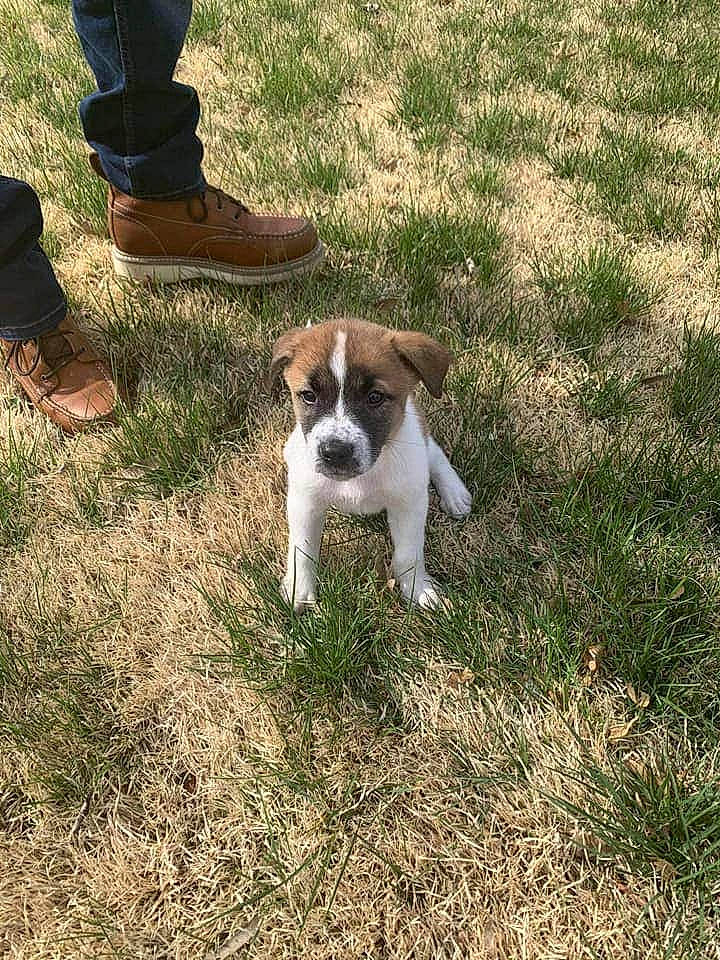 Saint joined the competition — help win amazing prizes! canidae, carnivore, companion_dog, danish_swedish_farmdog, dog, dog_breed, fawn, grass, jack_russell_terrier, mammal, plummer_terrier, puppy, rare_breed_dog, russell_terrier, smooth_fox_terrier, sporting_group, terrier, treeing_feist, vertebrate, working_terrier