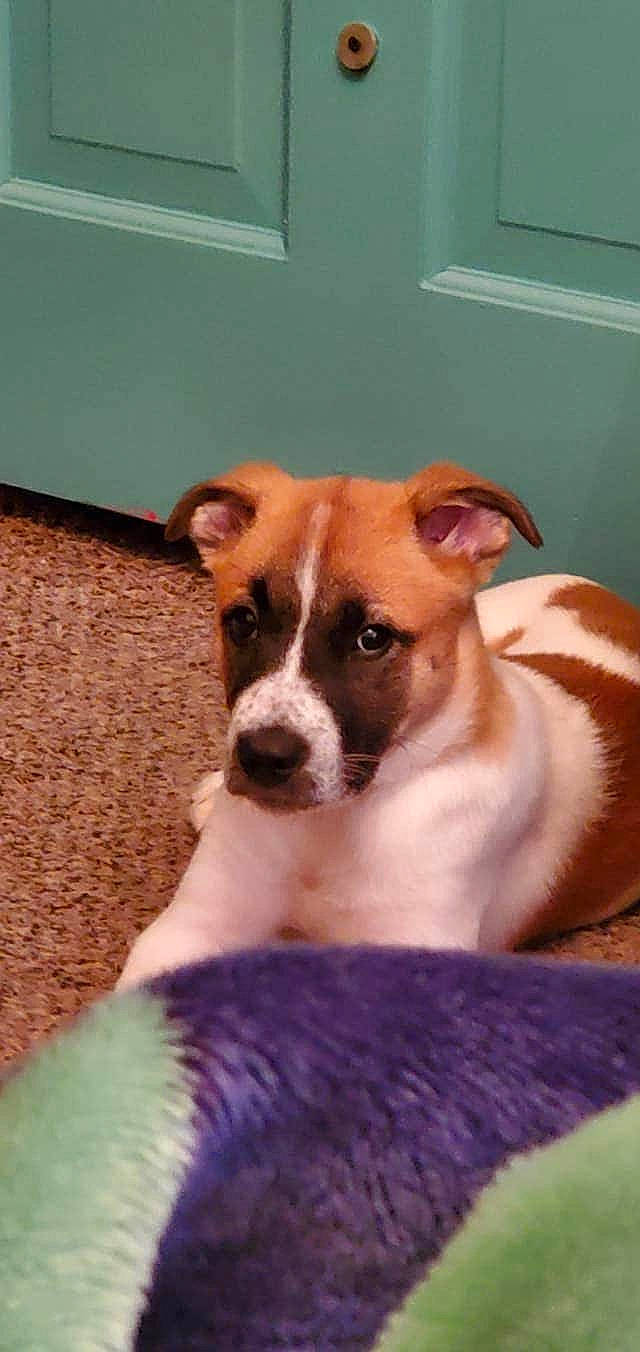 Saint is registered to the contest to win money with this photo: canidae, carnivore, companion_dog, dog, dog_breed, fawn, feist, irishjacks, jack_russell_terrier, mammal, miniature_fox_terrier, nose, puppy, russell_terrier, snout, sporting_group, tenterfield_terrier, vertebrate, whiskers