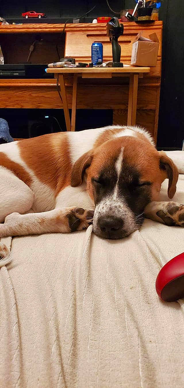 Saint joined the competition — help win amazing prizes! boxer, canidae, carnivore, companion_dog, dog, dog_breed, fawn, mammal, pointer, puppy, rare_breed_dog, snout, sporting_group, st_bernard, vertebrate