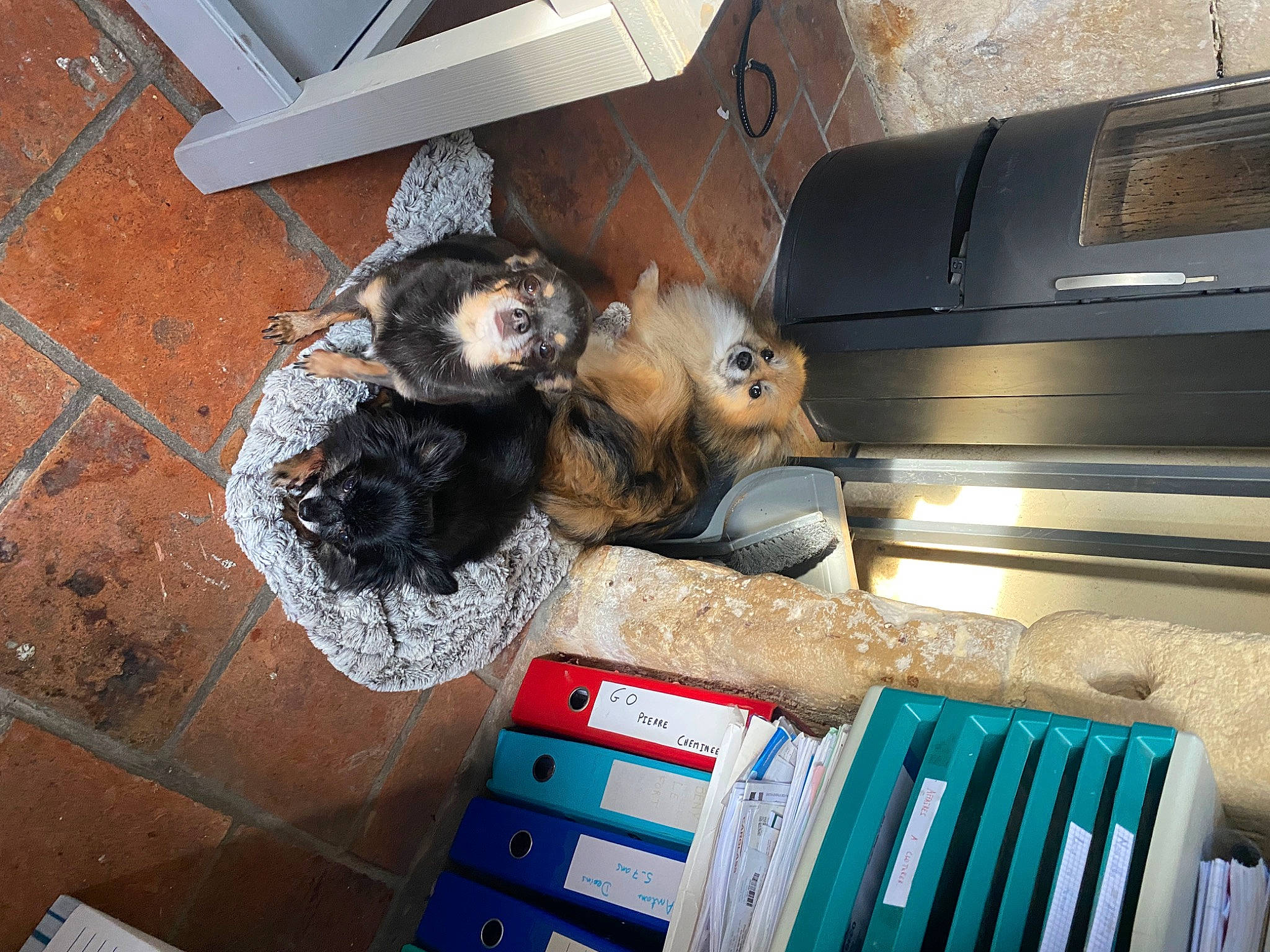 Princesse participe au concours pour gagner de l'argent avec cette photo : automotive_exterior, box, cardboard, domestic_short_haired_cat, felidae, flooring, fur, gas, hardwood, motor_vehicle, plastic, publication, room, shelving, shipping_box, small_to_medium_sized_cats, toy, waste, whiskers, wood