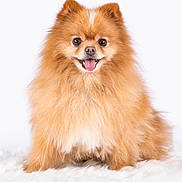 Mouss participe au concours pour gagner de l'argent avec cette photo : dog, pomeranian, fluffy, orange_fur, small_dog, pet, portrait, sitting, happy, smiling, open_mouth, tongue, pointed_ears, dark_eyes, pink_nose, long_fur, white_background, blanket, studio_photography, cute