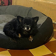 Minus a rejoint le concours — aidez-le/la à gagner de superbes lots ! dog, small_dog, black_dog, fluffy, pet, animal, sitting, lying_down, bed, cushion, blanket, tan_paws, pointed_ears, dark_fur, indoor, home, checkered_floor, wooden_background, portrait, cute