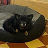 dog, small_dog, black_dog, fluffy, pet, animal, sitting, lying_down, bed, cushion, blanket, tan_paws, pointed_ears, dark_fur, indoor, home, checkered_floor, wooden_background, portrait, cute
