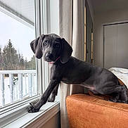 Capri joined the competition — help win amazing prizes! dog, puppy, windowsill, window, curtain, leather_couch, paws, floppy_ears, blue_eyes, collar, curious, portrait, indoor, snow, backyard, snout, sitting, pet, cozy, home
