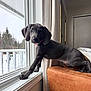 dog, puppy, windowsill, window, curtain, leather_couch, paws, floppy_ears, blue_eyes, collar, curious, portrait, indoor, snow, backyard, snout, sitting, pet, cozy, home