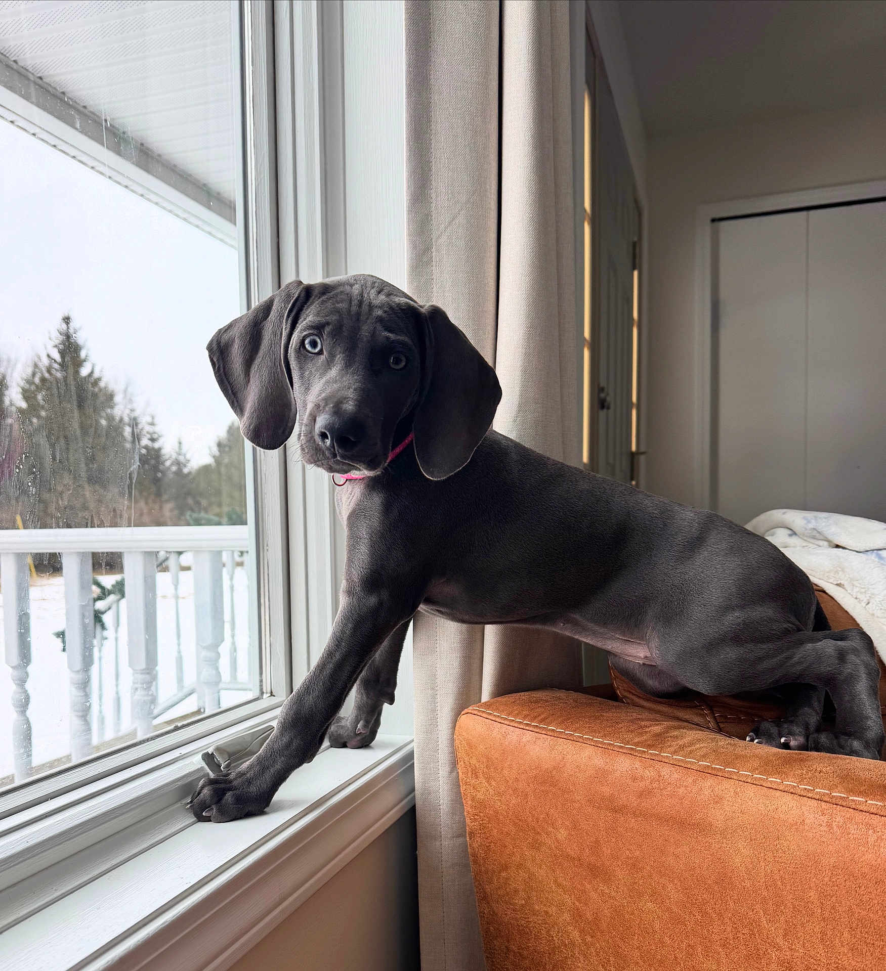 Capri joined the competition — help win amazing prizes! dog, puppy, windowsill, window, curtain, leather_couch, paws, floppy_ears, blue_eyes, collar, curious, portrait, indoor, snow, backyard, snout, sitting, pet, cozy, home