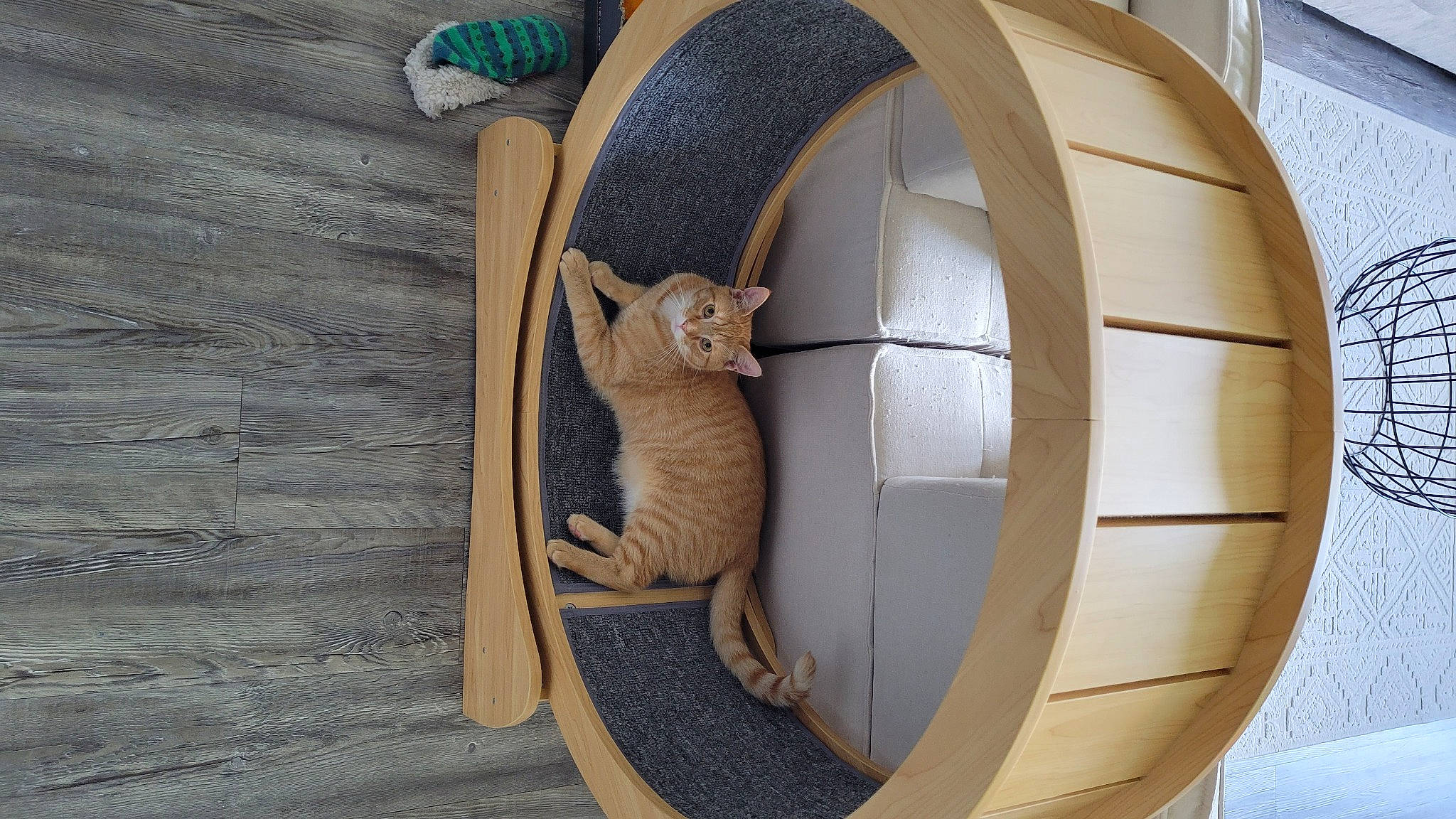 Vengeance is registered to the contest to win money with this photo: art, automotive_tire, carnivore, cat, chair, circle, comfort, fawn, felidae, flooring, hardwood, metal, pattern, plywood, rim, sculpture, small_to_medium_sized_cats, tail, whiskers, wood