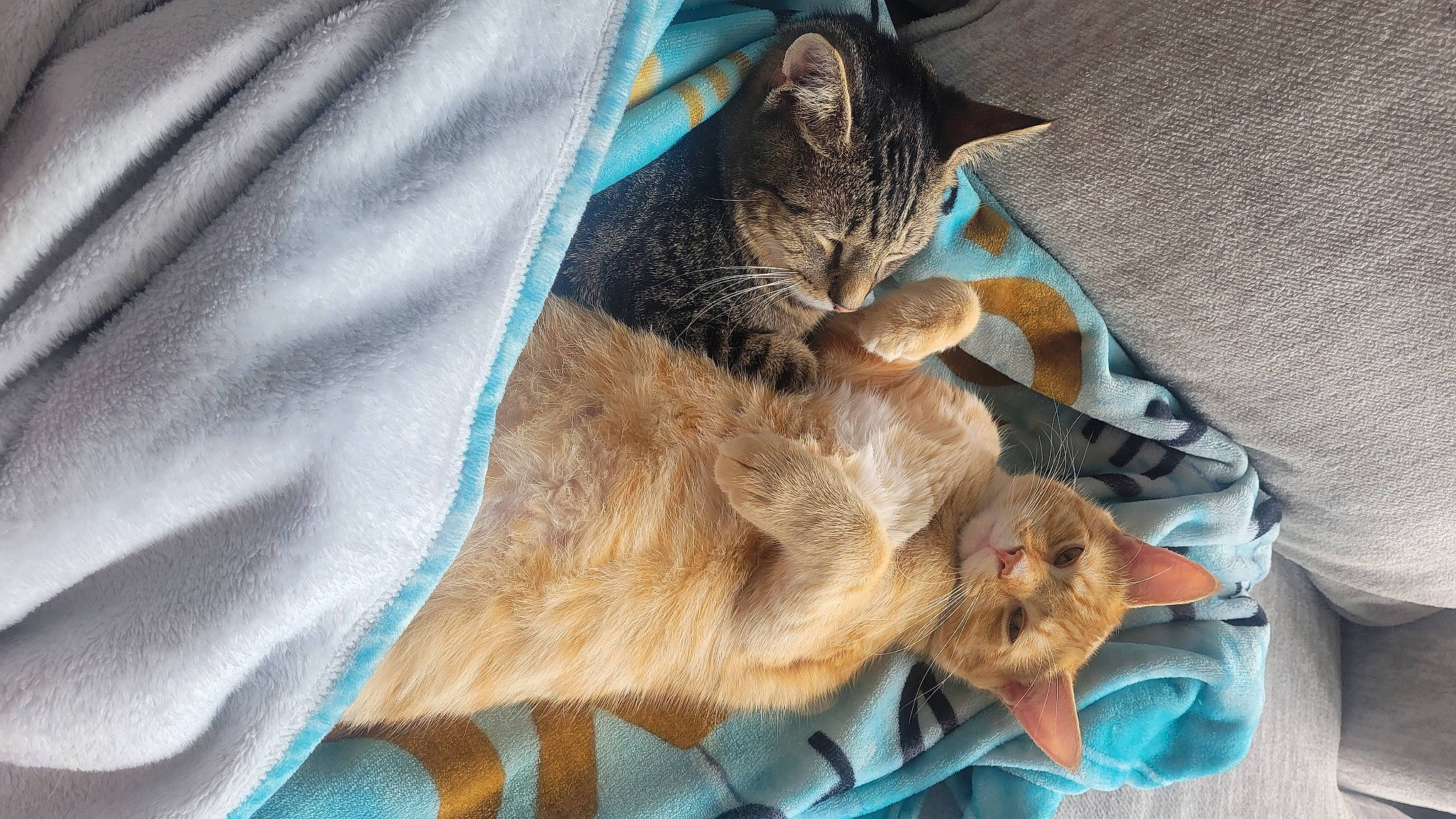 Vengeance joined the competition — help win amazing prizes! carnivore, cat, claw, comfort, domestic_short_haired_cat, electric_blue, fawn, felidae, fur, nap, sleep, small_to_medium_sized_cats, snout, tail, terrestrial_animal, whiskers, wildlife