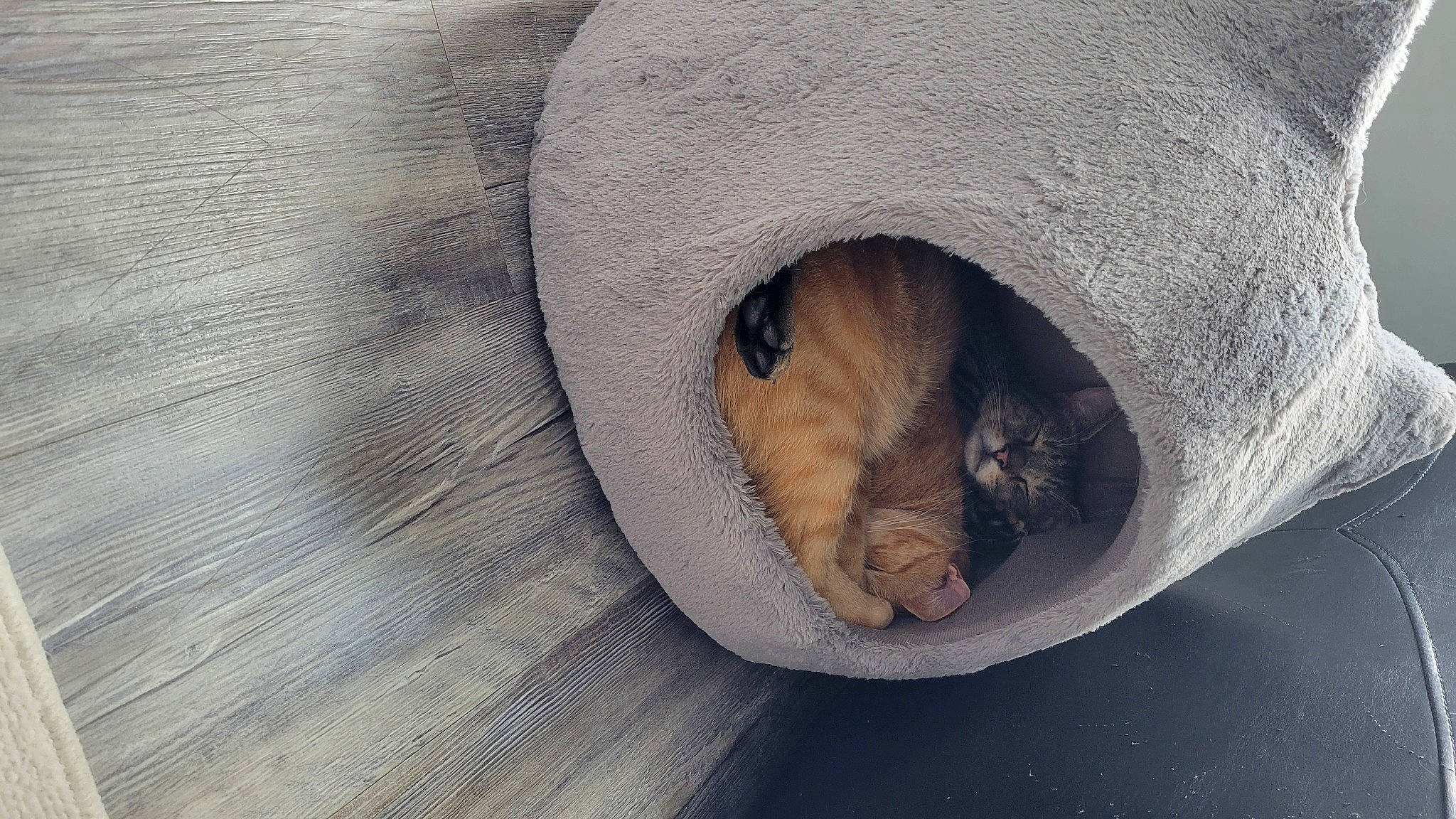 Vengeance joined the competition — help win amazing prizes! carnivore, cat, cat_bed, circle, close_up, comfort, domestic_short_haired_cat, fawn, felidae, fur, grey, hardwood, sand, small_to_medium_sized_cats, snout, tail, terrestrial_animal, whiskers, wildlife, wood