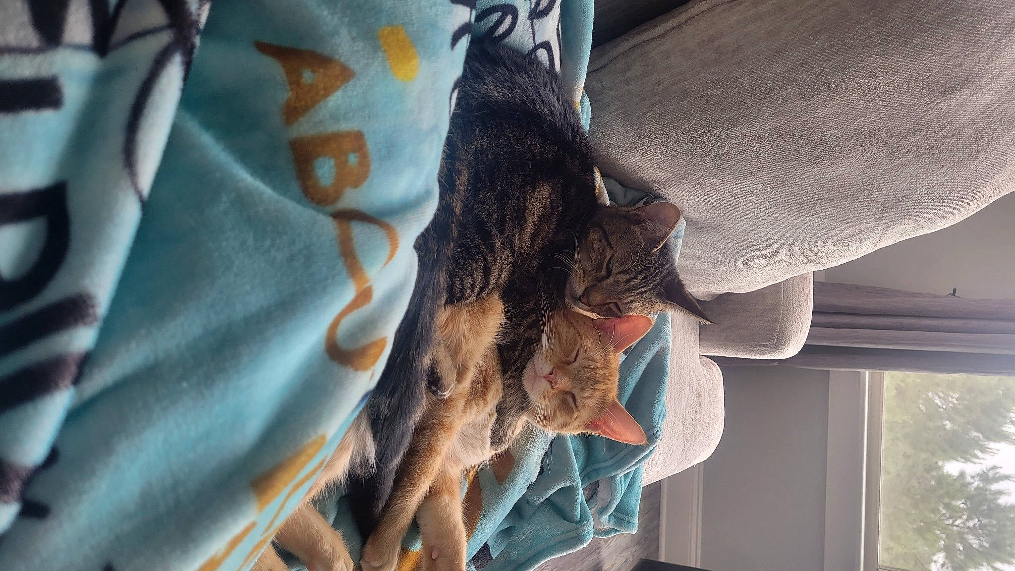 Vengeance is registered to the contest to win money with this photo: curtain, denim, electric_blue, fashion_accessory, feather, felidae, fur, human_leg, linens, pattern, room, small_to_medium_sized_cats, sporting_group, textile, tree, window, wood