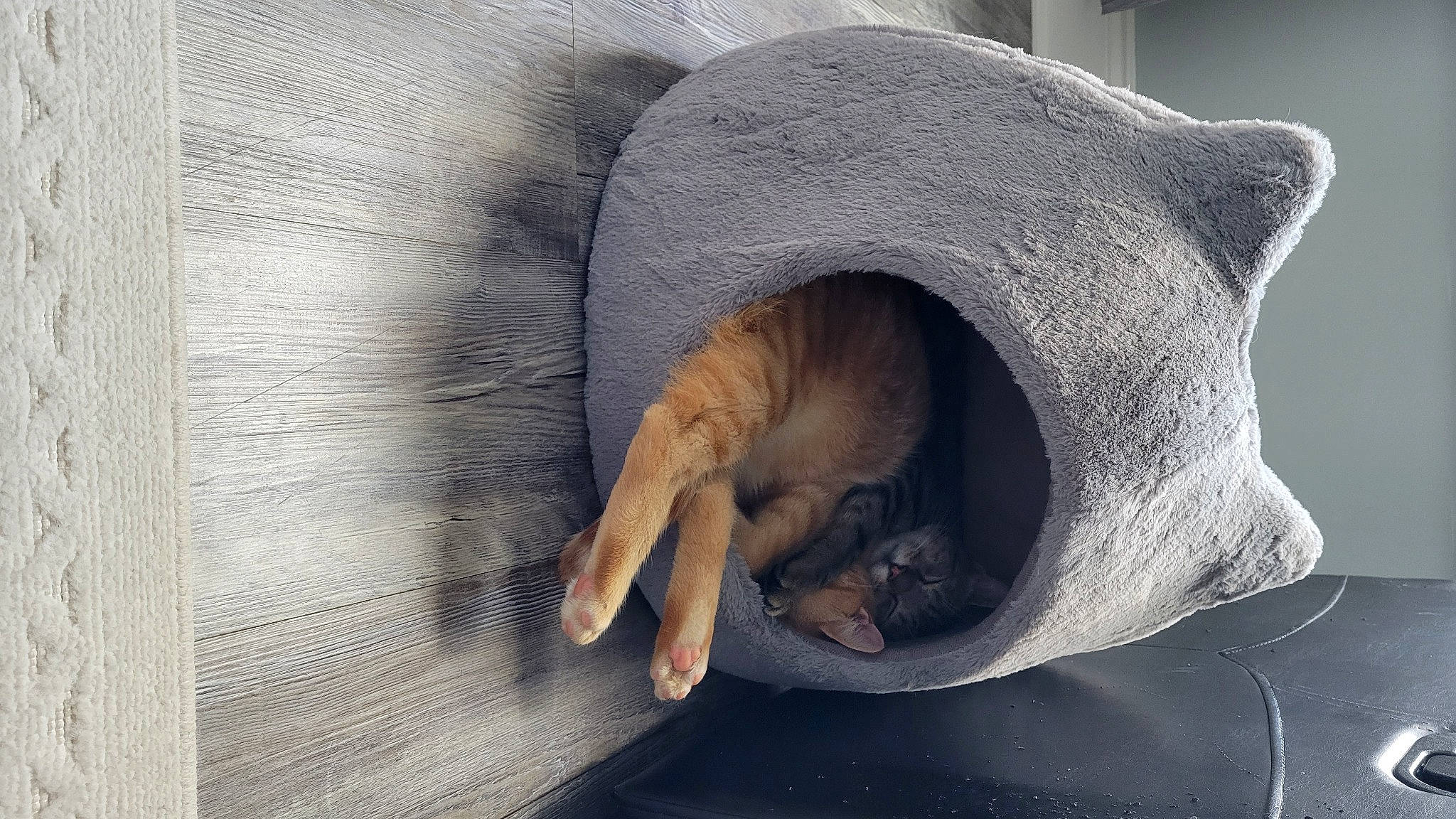 Havoc joined the competition — help win amazing prizes! art, bear, carnivore, cat_bed, cat_supply, comfort, dog_breed, domestic_short_haired_cat, fawn, felidae, fur, grey, small_to_medium_sized_cats, snout, sporting_group, tail, terrestrial_animal, whiskers, wood, working_animal