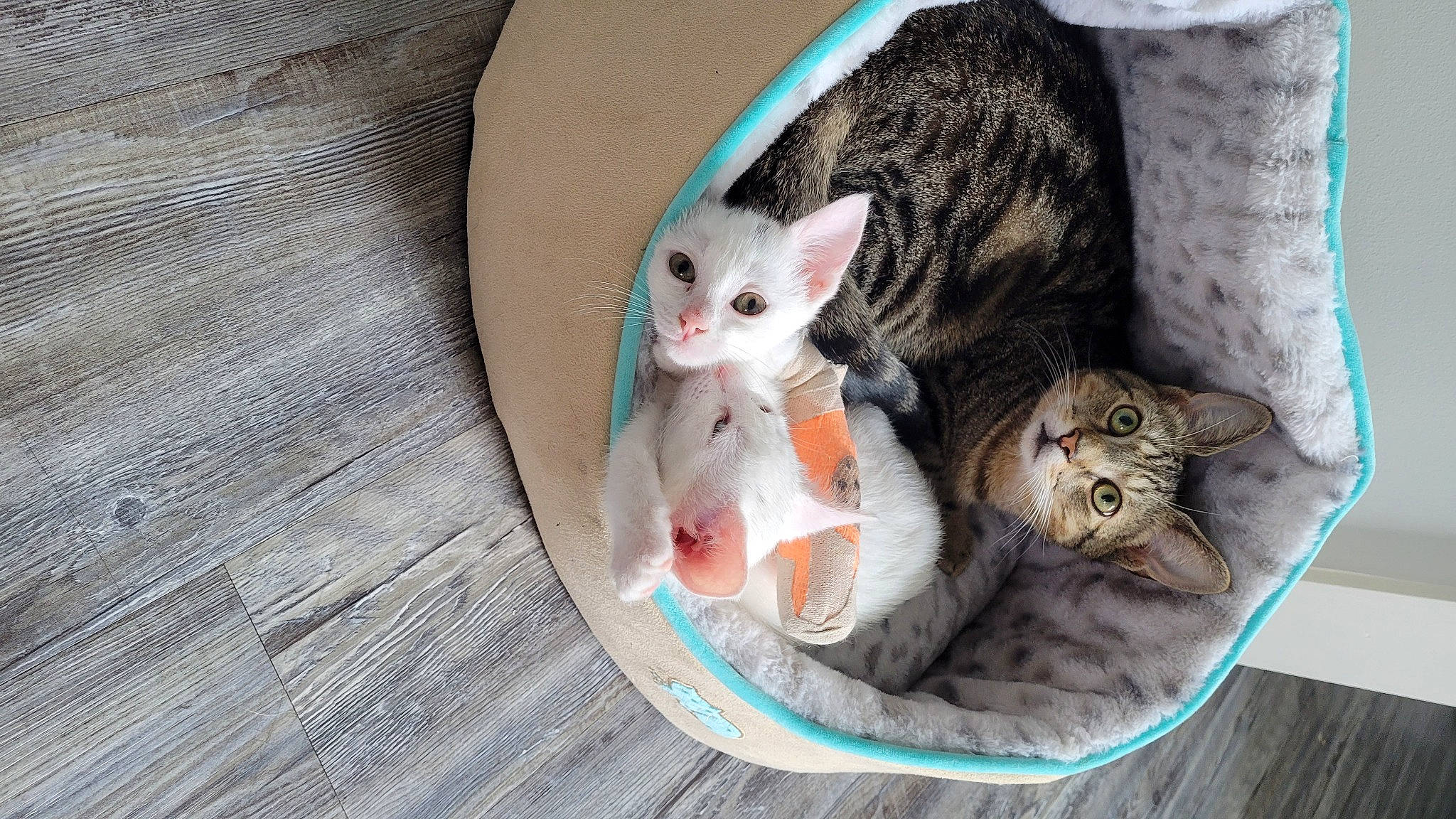 Havoc joined the competition — help win amazing prizes! carnivore, cat, claw, comfort, domestic_short_haired_cat, fawn, felidae, fur, grey, hardwood, paw, pet_supply, small_to_medium_sized_cats, tail, whiskers, wood