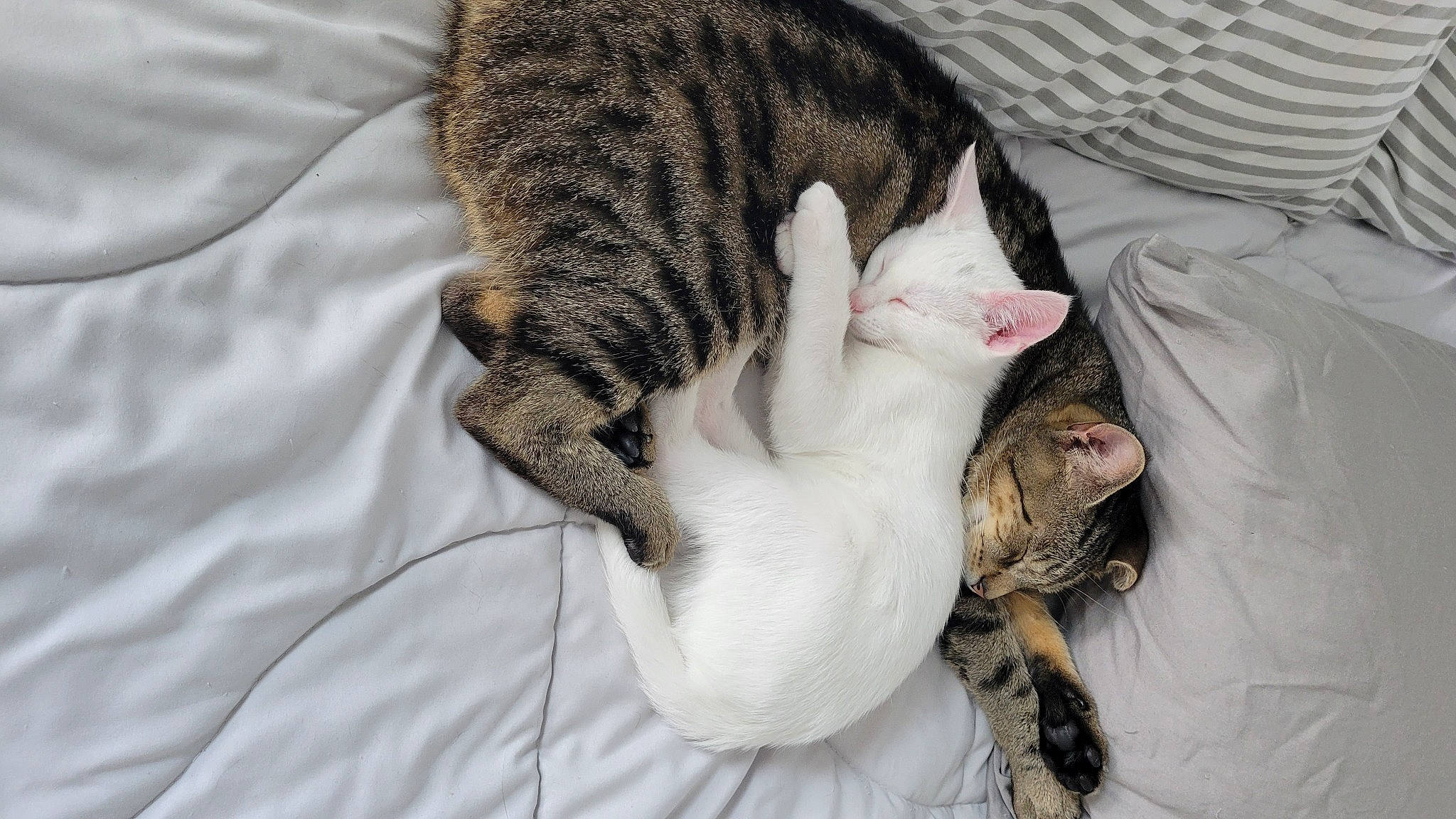 Havoc joined the competition — help win amazing prizes! carnivore, cat, claw, comfort, domestic_short_haired_cat, eye, fawn, felidae, fur, grey, linens, paw, small_to_medium_sized_cats, snout, tail, terrestrial_animal, textile, tree, whiskers, wildlife