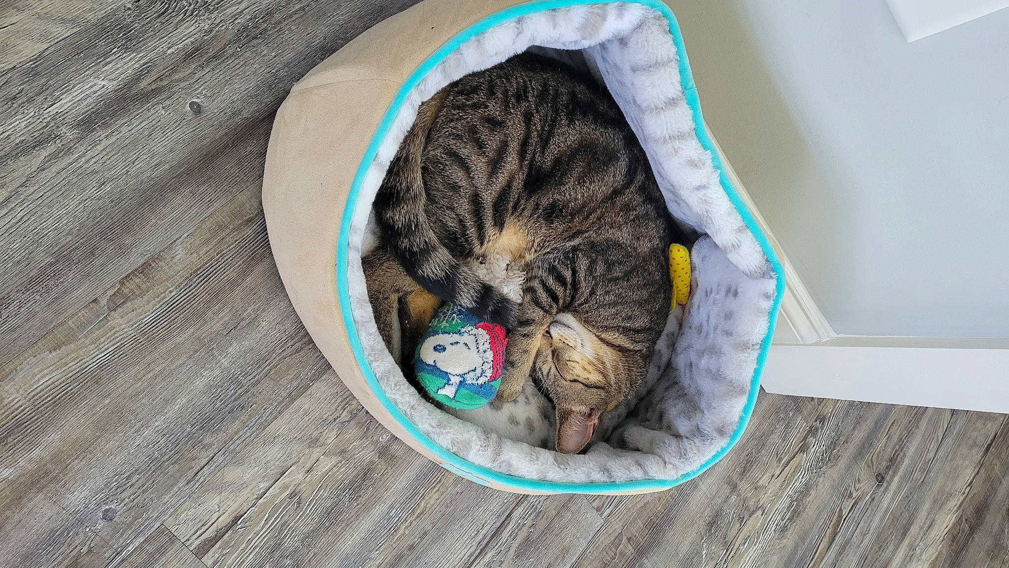 Havoc is registered to the contest to win money with this photo: carnivore, cat, cat_supply, claw, comfort, domestic_short_haired_cat, felidae, fur, grass, mammal, nap, paw, pet_supply, small_to_medium_sized_cats, snout, tail, tree, whiskers, wildlife, wood