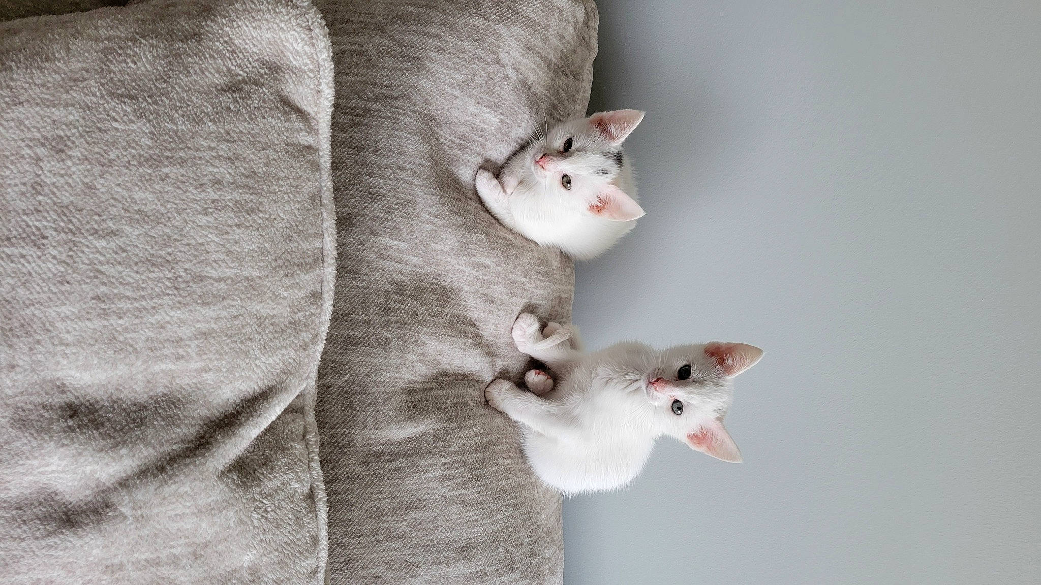 Cream joined the competition — help win amazing prizes! carmine, carnivore, cat, domestic_short_haired_cat, ear, fawn, felidae, fur, grey, pattern, paw, sleeve, small_to_medium_sized_cats, snout, tail, whiskers