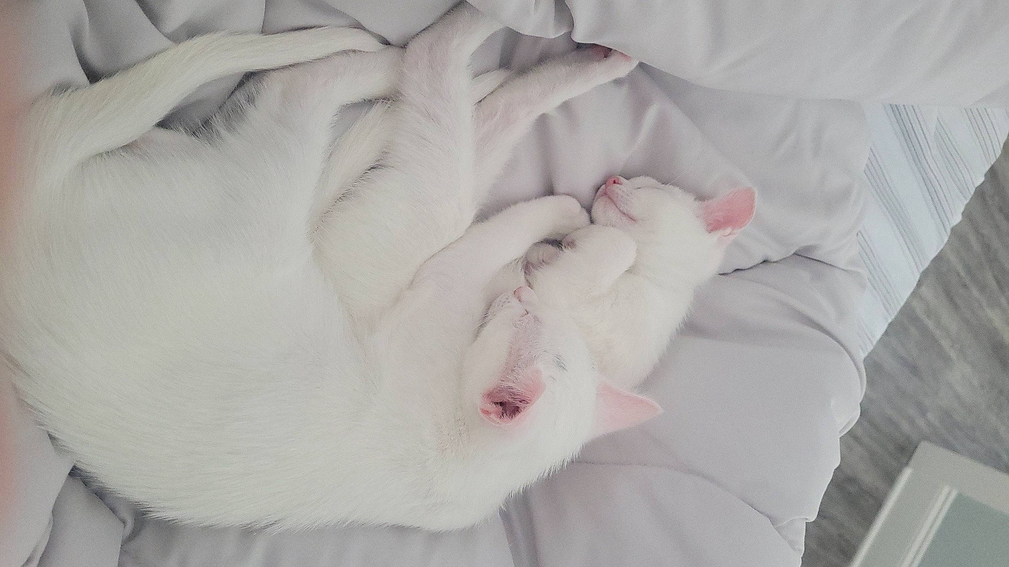 Cream is registered to the contest to win money with this photo: bedding, comfort, felidae, flesh, fur, linens, nap, pattern, paw, petal, sleep, wrinkle