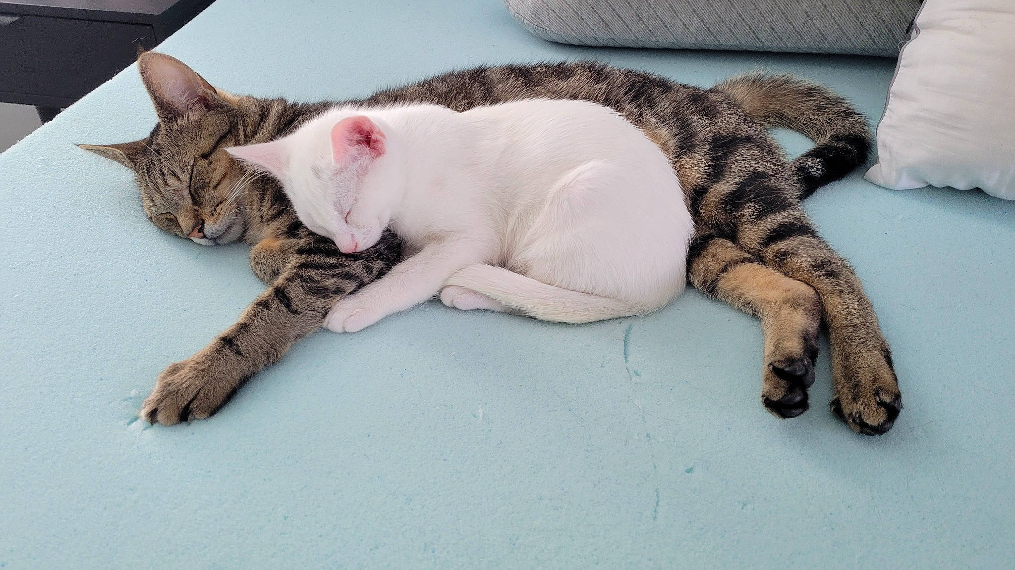 Cream joined the competition — help win amazing prizes! bed, carnivore, cat, claw, comfort, couch, domestic_short_haired_cat, felidae, fur, linens, nap, paw, small_to_medium_sized_cats, tail, terrestrial_animal, whiskers