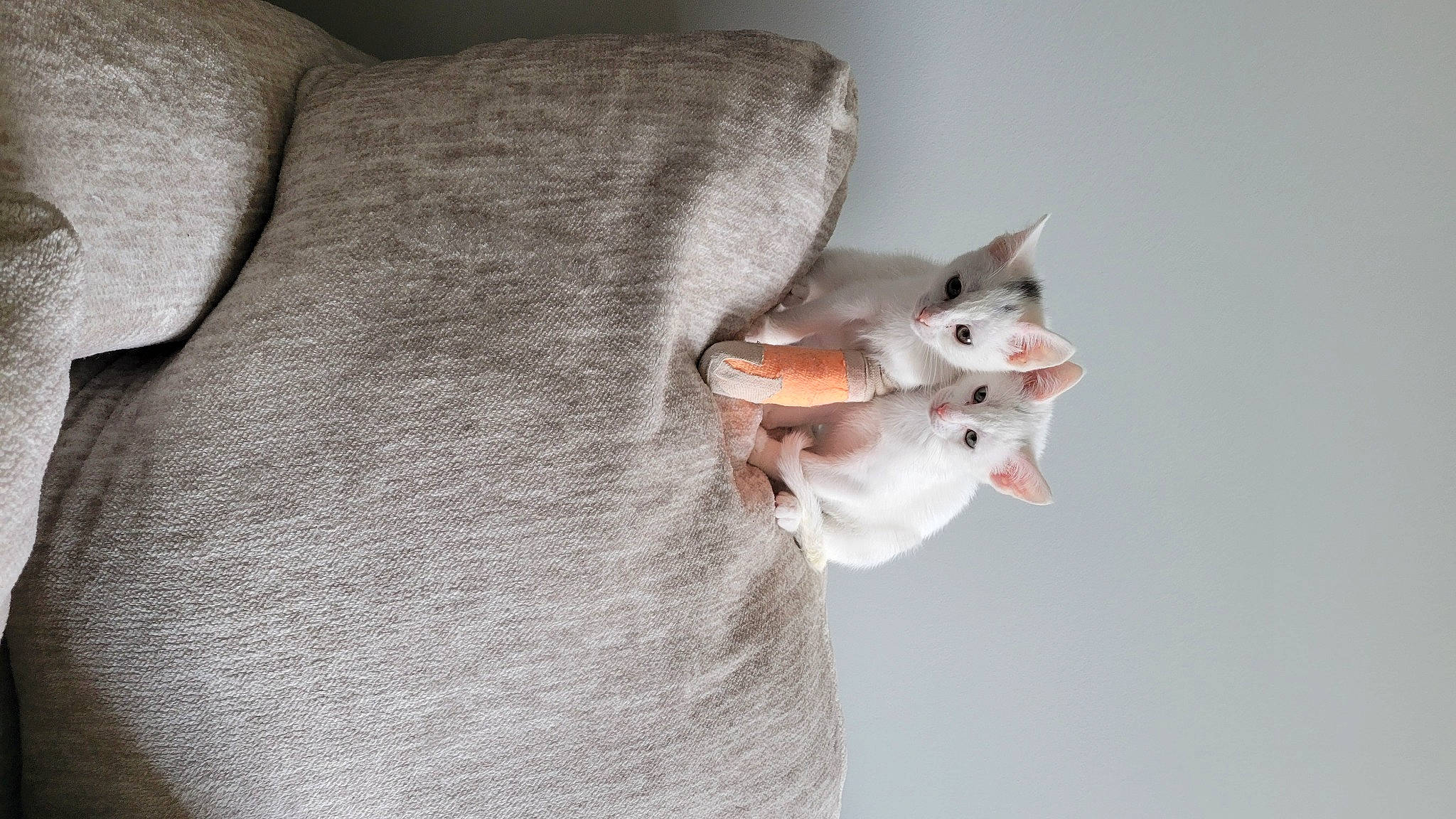 Cream is registered to the contest to win money with this photo: canidae, carnivore, cat, comfort, companion_dog, devon_rex, dog_breed, domestic_short_haired_cat, fashion_accessory, fawn, felidae, foot, fur, grey, paw, sleeve, small_to_medium_sized_cats, stuffed_toy, tail, whiskers