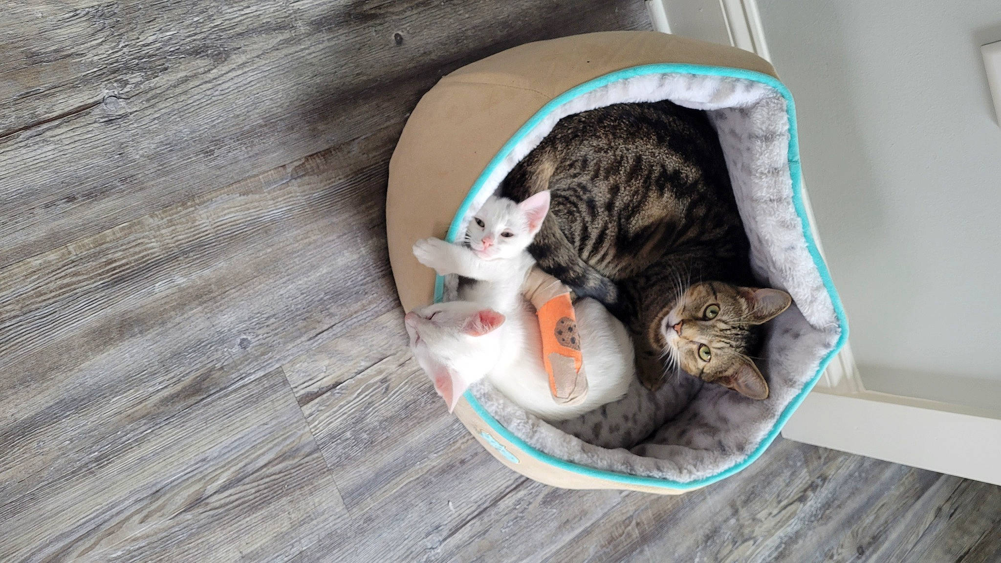 Cookie is registered to the contest to win money with this photo: carnivore, cat, cat_bed, cat_supply, comfort, domestic_short_haired_cat, fawn, felidae, flooring, fur, grey, hardwood, nap, paw, pet_supply, small_to_medium_sized_cats, snout, tail, whiskers, wood